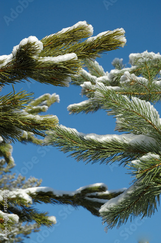 Pine forest in the winter. Snow on tenterhooks photo