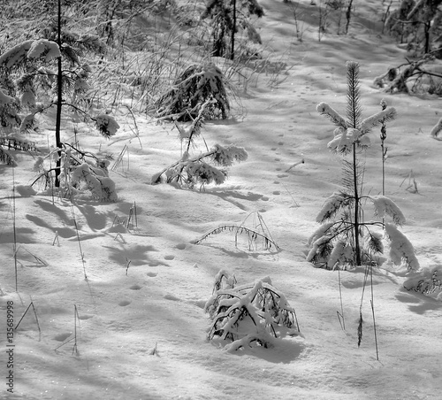 Pine forest in the winter. Snow on tenterhooks photo