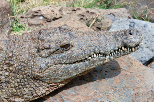 close-up photo of alligator head with open jaw