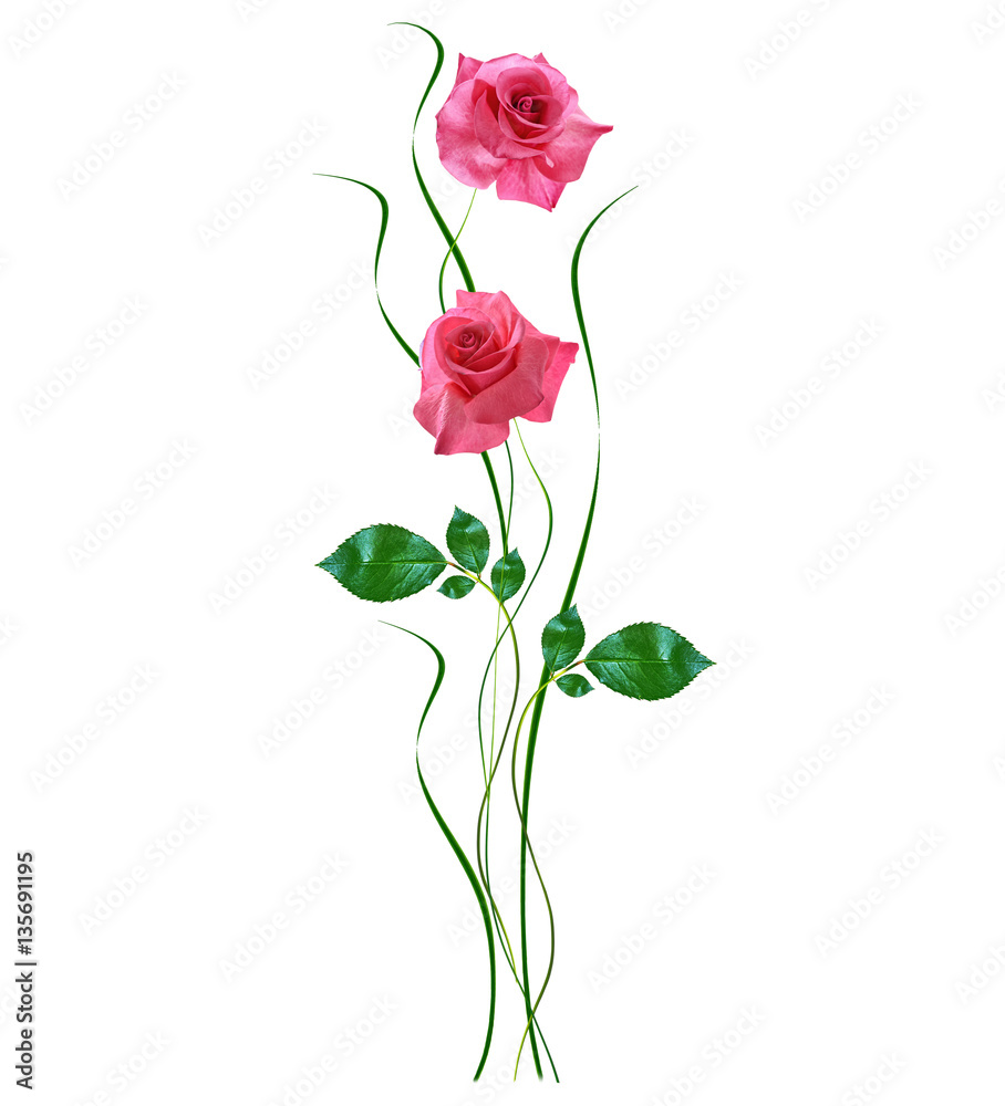 Fototapeta premium flower buds of roses isolated on white background