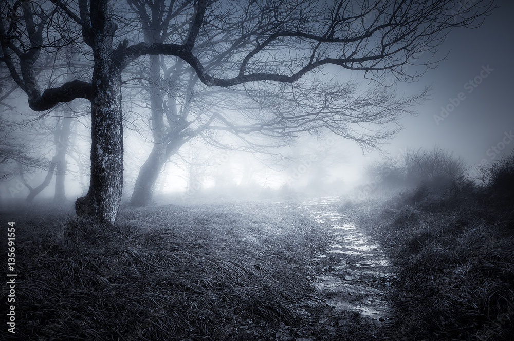 Fototapeta premium ścieżka w ciemnym i przerażającym lesie