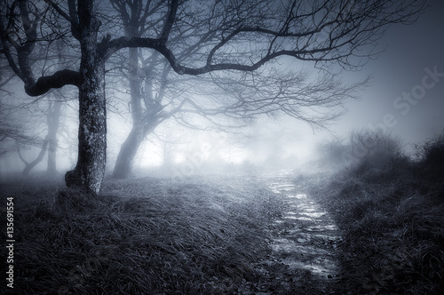 path in dark and scary forest photo