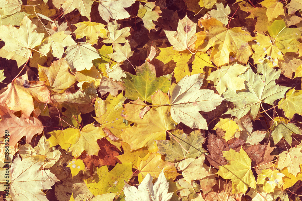 Fototapeta premium Autumn background. Fall yellow maple leaves lying on the water.