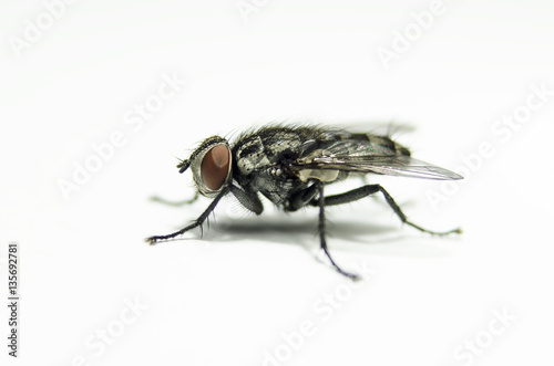 Macro view of nature fly machine on white background