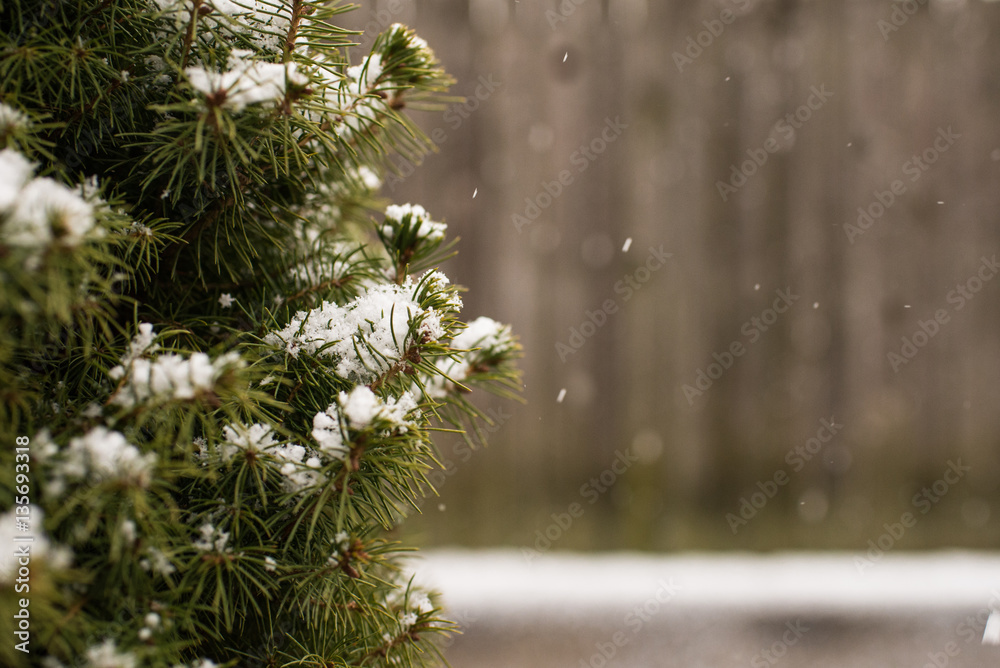 Snow Fall Snow Fall