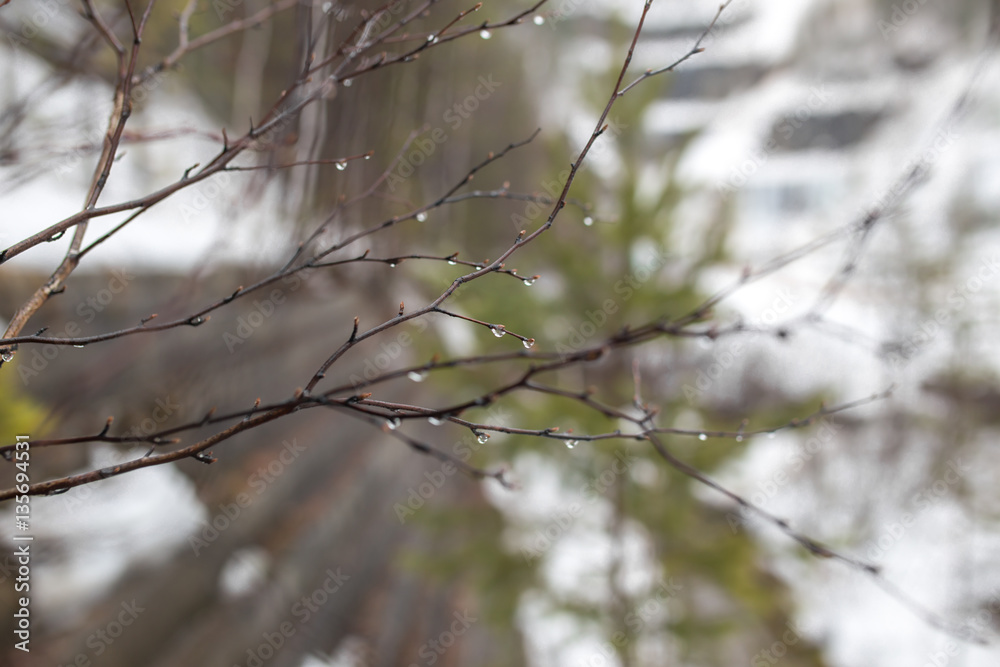 branch with raindrops branch with raindrops