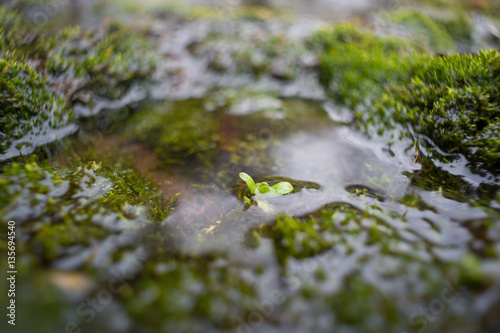 Картината върху платно beginning of life, sprout in the swamp
