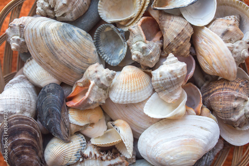 sea shells close-up