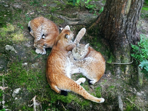 Luchs-Familie (Lynx Lynx) kuschelt im Wald