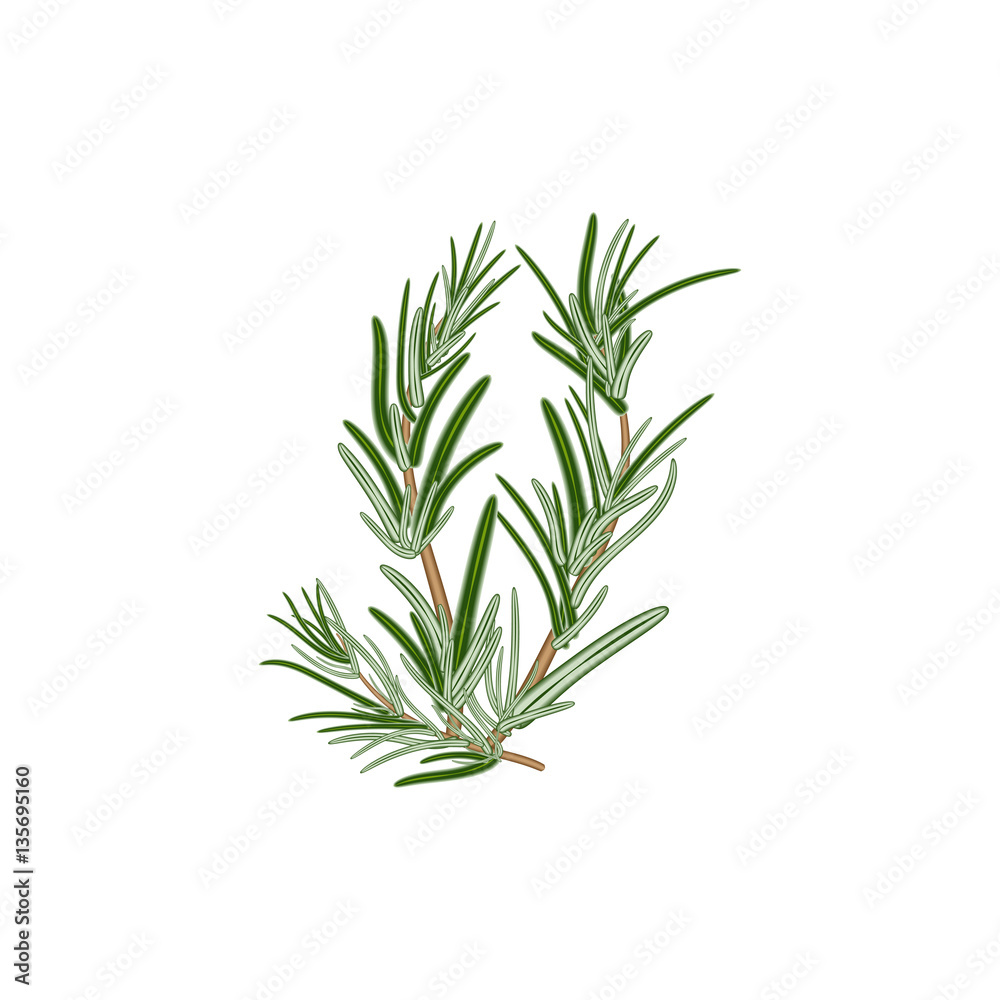 Fresh green sprigs of rosemary on a white background. For use as Fresh green sprigs of rosemary on a white background. For use as