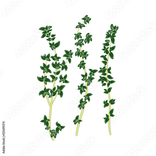 Fresh green sprigs of thyme  savory on white background. For use