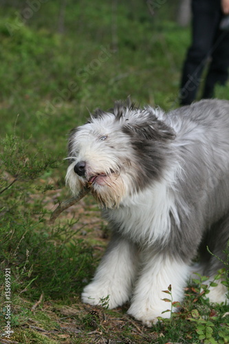 Bearded Collie im Wald