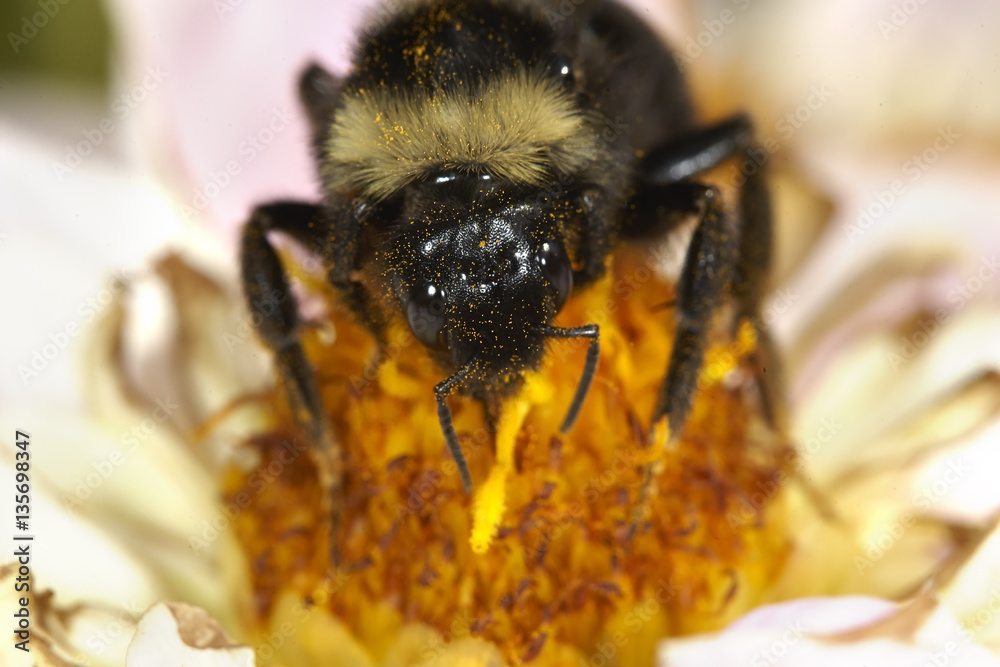 Bee