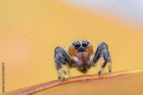 Super macro of jumping spider or Thyene imperialis photo