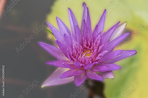 Top view beautiful purple lotus on blur background.