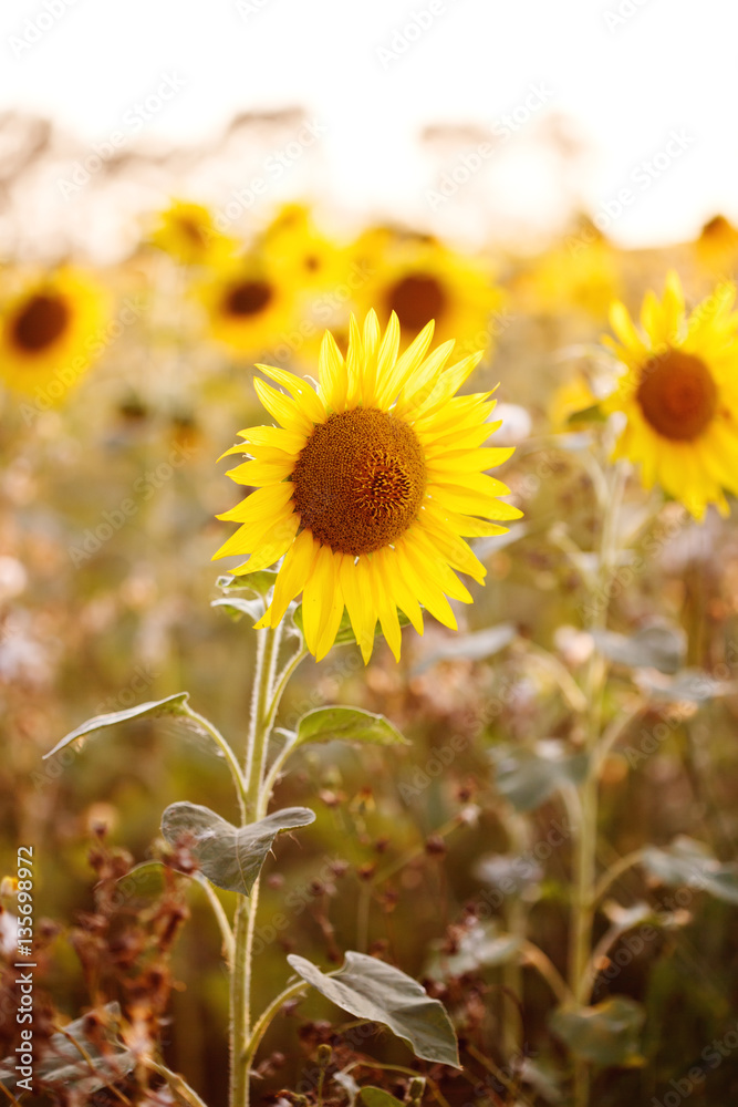Naklejka premium Field of sunflowers in sunset light