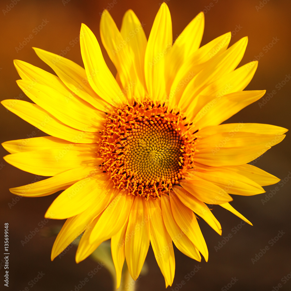 Naklejka premium Field of sunflowers in sunset light