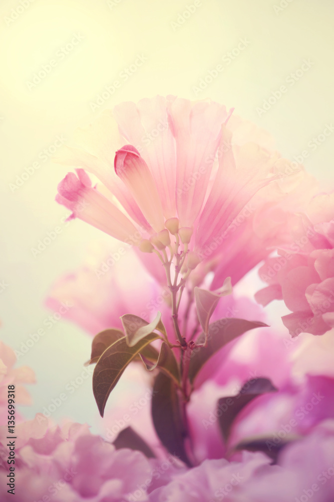 Fototapeta Soft pink flower,flower background for Valentine's day.Soft focus and color toned.