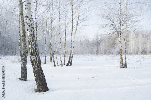 Winter landscape. Birch grove. Frozen forest. Trees and branches in frost. White atmosphere