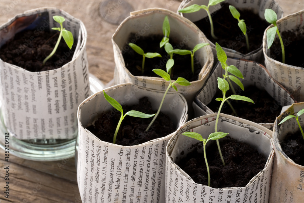 Junge Tomatenpflanzen in Papiertöpfen Stock Photo | Adobe Stock