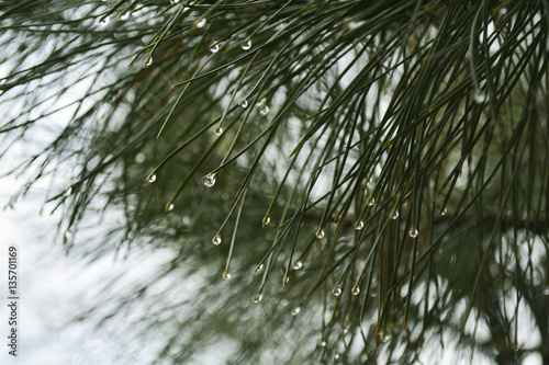 drops of dew on the needles of a pine