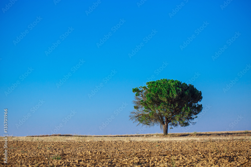 Obraz premium Tree in a field