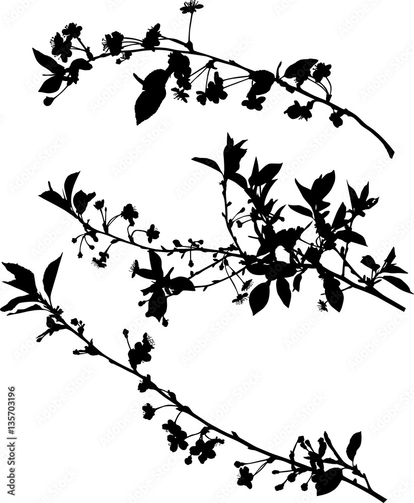 Obraz premium sakura three black spring branch silhouettes