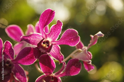 Purple Orchid