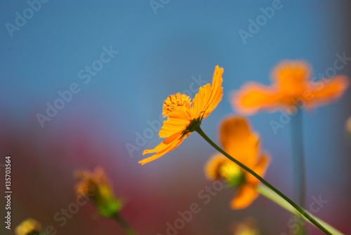 Orange flower with a colorful background