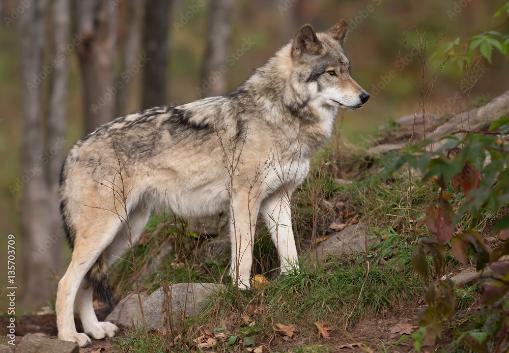 Timber wolf or Grey Wolf on rocky cliff in autumn in Canada