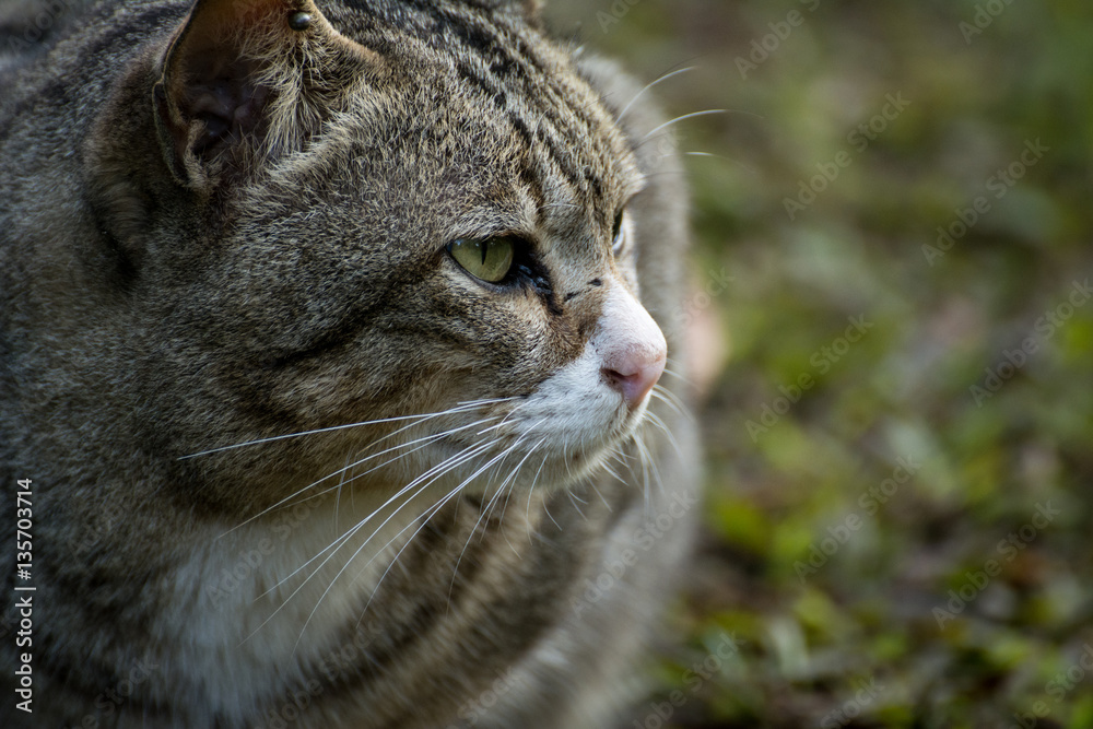 Cute serious cat is sitting at home Cute serious cat is sitting at home