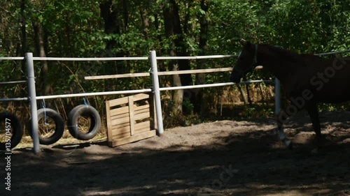 Beautiful Thouroughbred Brown Mare Trots Elegantly Inside of a Fenced Horseground With Waving Mane and Flying Tale in Slo-M0 photo