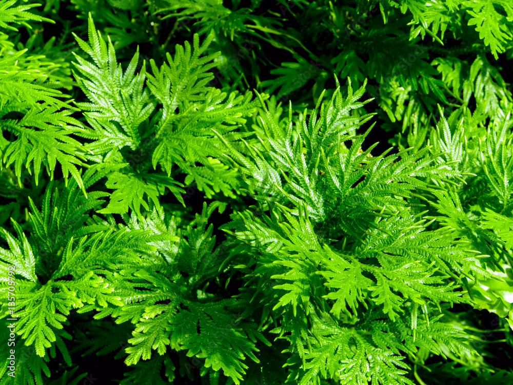 Freshness green of Selaginella involvens fern