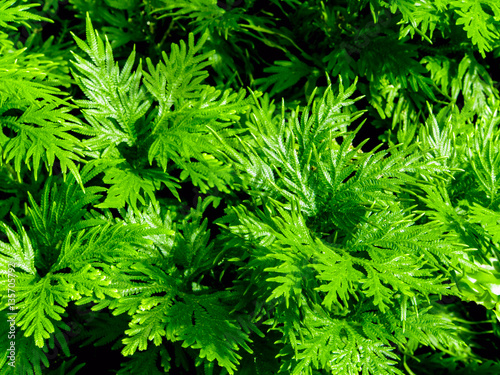 Freshness green of Selaginella involvens fern