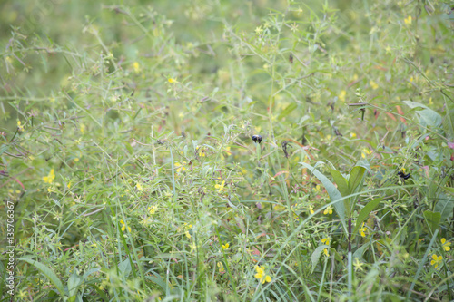 Carpenter Bee on Wildflowers