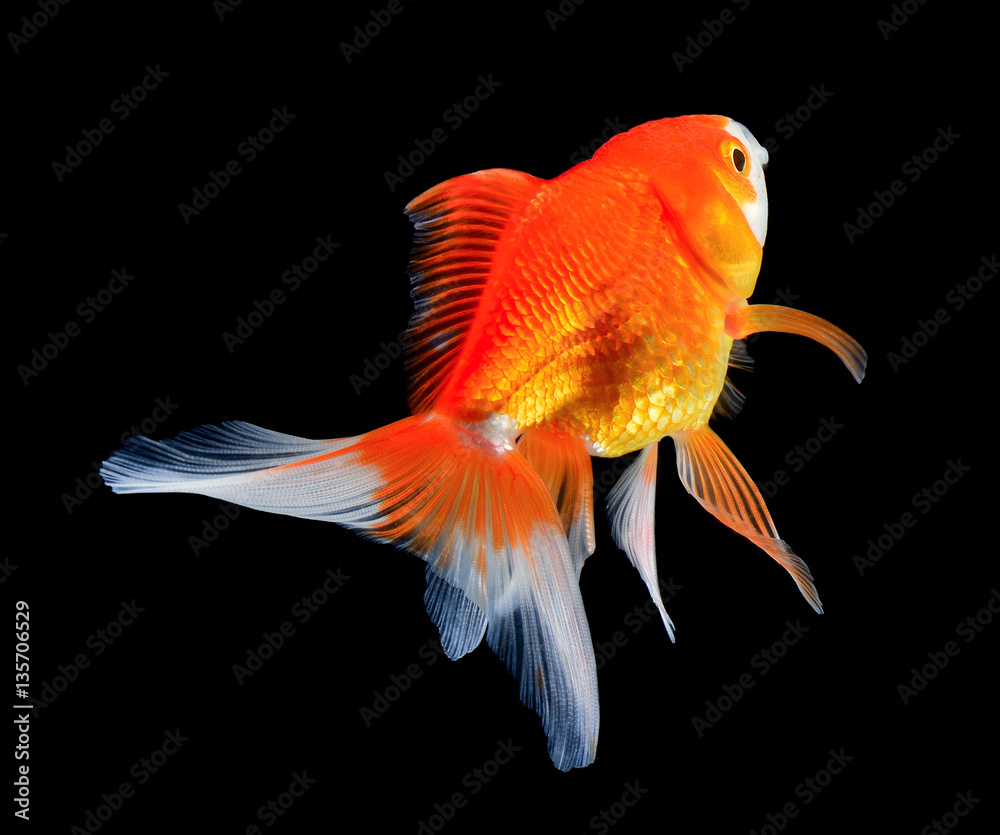 Fototapeta premium gold fish on black background