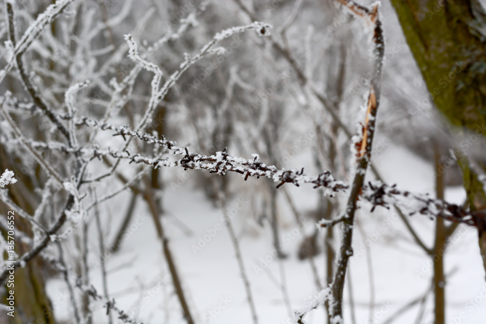 close-up of barbed wire in winter with snow