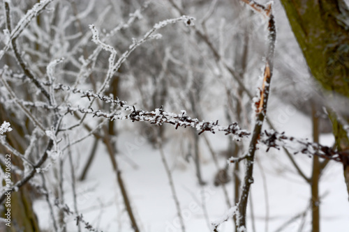 close-up of barbed wire in winter with snow