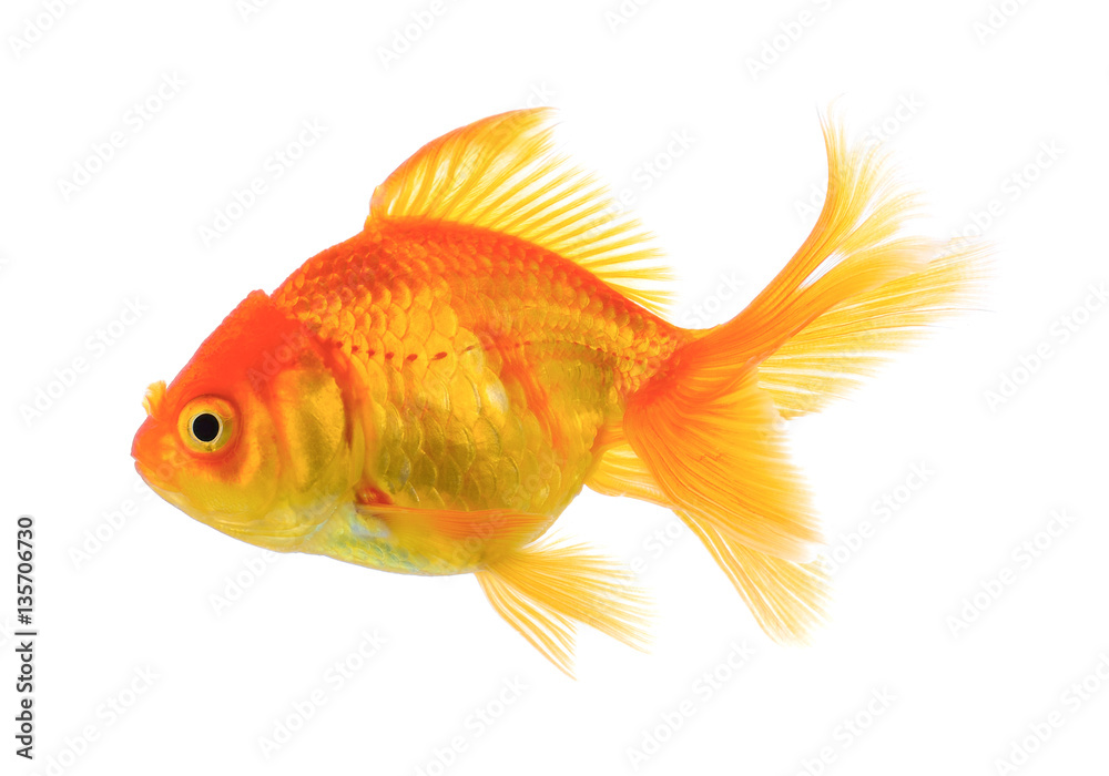 Fototapeta premium gold fish on white background