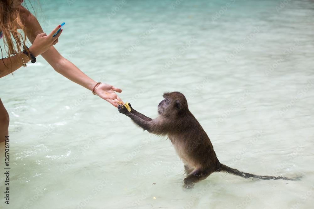 Fototapeta premium Tourist photographing a monkey while it takes food from the hand
