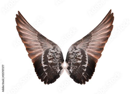 Wings isolated on white background