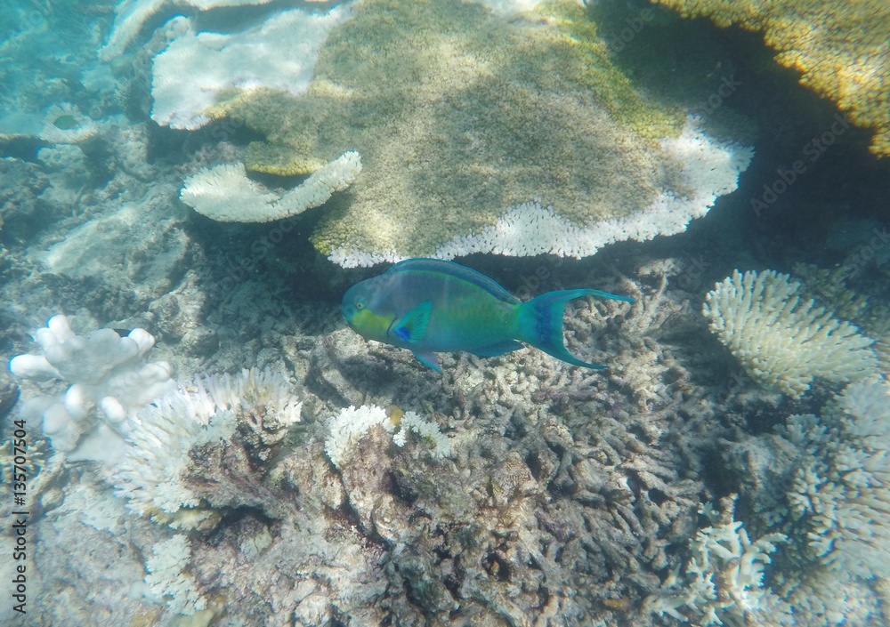 Fototapeta premium Colorful parrot fish, Maafushivaru island, Ari Atoll, Maldives