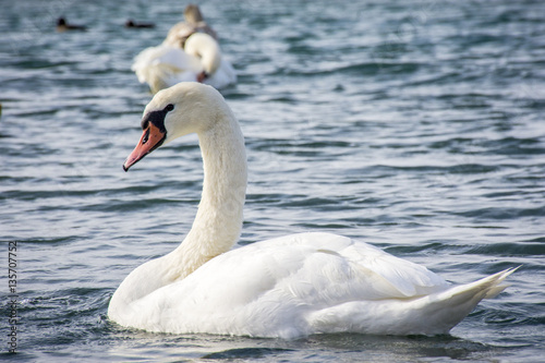 Fototapeta Naklejka Na Ścianę i Meble -  Swans