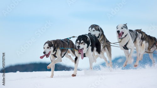 Hunde im Schlittenhunderennen