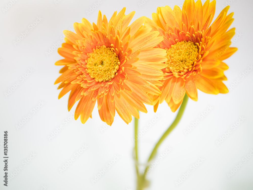 Beautiful yellow flower, Selective focused