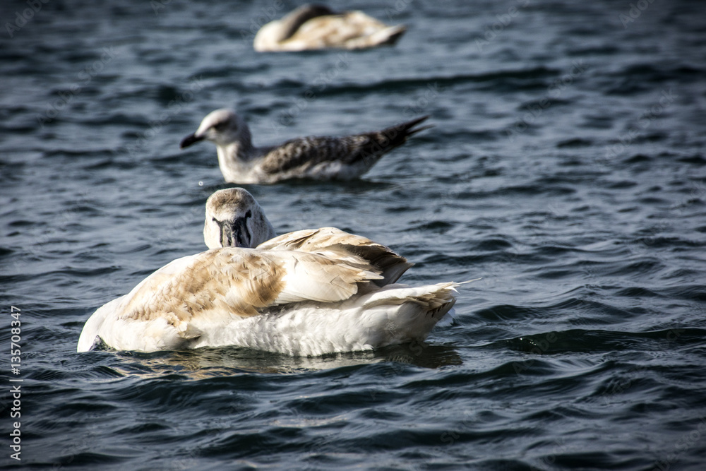 Swan and seagull Swan and seagull