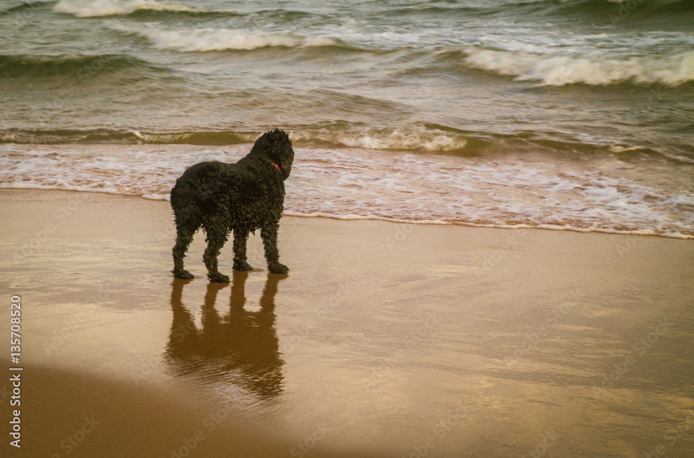 black cocker spaniel at the beach
black cocker spaniel at the beach