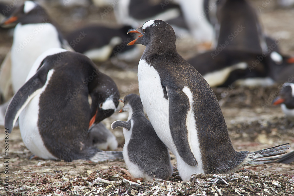 Naklejka premium Gentoo Penguin with chick (Pygoscelis papua) stay close together on Bleaker Island in the Falkland Islands