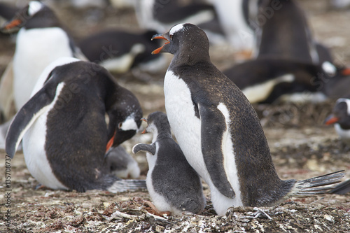 Gentoo Penguin with chick (Pygoscelis papua) stay close together on Bleaker Island in the Falkland Islands