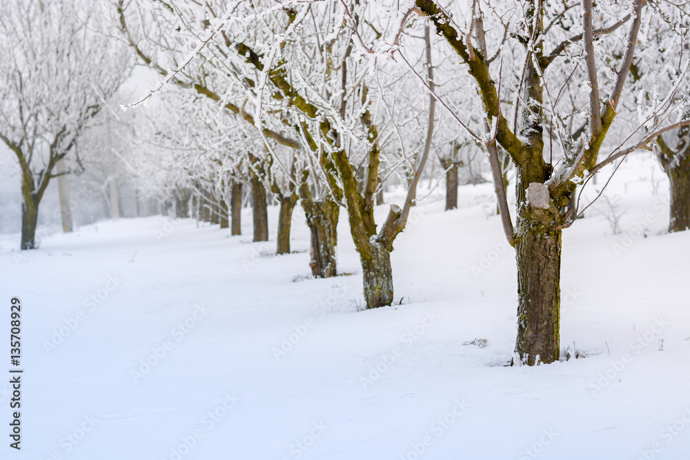 Peach orchard covered with snow Peach orchard covered with snow